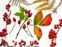 Bramble leaves, bryony, rosehips, chestnuts and bracken fronds changing colour in autumn 