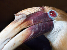 Close Up Of Blyth&#39;s Hornbill (Rhyticeros Plicatus) Male. Captive. 