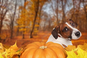 Wall Mural - Happy cute young dog with fresh pumpkins.