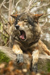 grey wolf canis lupus yawning in a forest