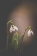 snowdrop flower on dark background