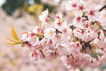 Wall Mural - Cherry blossoms in Kyoto in the temples of Daigo Ji 10 April 2012