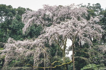 Wall Mural - Cherry blossoms in Kyoto in the temples of Daigo Ji 10 April 2012