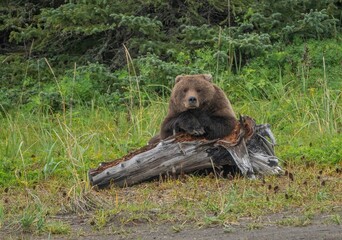 Sticker - Wild Alaska Peninsula brown bear lying on a broken tree trunk in a forest in daylight