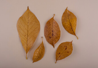 Wall Mural - Autumn background with dry leaves.