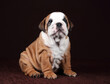 Cute funny continental bulldog puppy