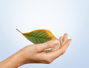 Wall Mural - Hand hold a dry green-yellow leaf.