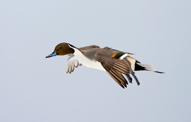 Wall Mural - northern pintail, pijlstaart, anas acuta