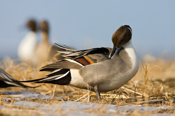 Wall Mural - Pijlstaart, Northern Pintail, Anas acuta