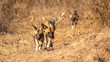 A pack of african wild dog pups ( Lycaon Pictus) stealing food, Timbavati Game Reserve, South Africa.
