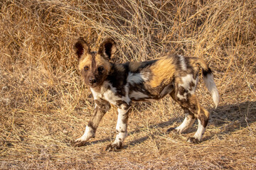 Wall Mural - african wild dog pup ( lycaon pictus) in the morning sun, timbavati game reserve, south africa.