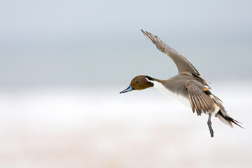 northern pintail, pijlstaart, anas acuta