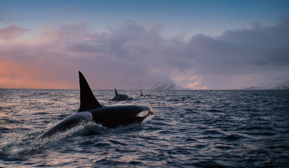 Wall Mural - Orca Killerwhale traveling on ocean water with sunset Norway Fiords on winter background