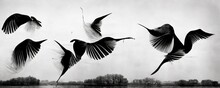 Birds Flying Black And White Photography-like Illustration