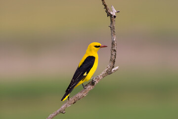 Wall Mural - Wielewaal, Golden Oriole, Oriolus oriolus