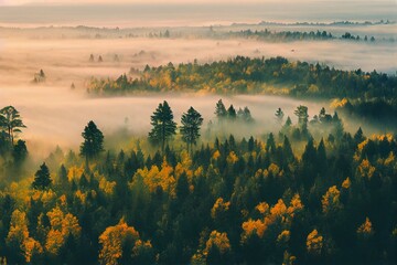 Wall Mural - early morning sunrise foggy forrest, treetips standing out of fog autumn fall foggy fall sunrise drone shot