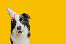 Happy Birthday Party Concept. Funny Cute Puppy Dog Border Collie Wearing Birthday Silly Hat Isolated On Yellow Background. Pet Dog On Birthday Day. Preparation For Party.