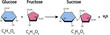 © aboabdelah - sucrose formation. Formation of a glycosidic bond from two molecules, glucose and fructose. Vector illustration
