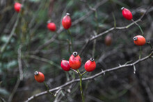 Rosehip Bush With Red Fruits. Red Rosehip Fruits On The Branches On A Sunny Autumn Day. The Fruits Of The Red Rosehip. Selective Focus.