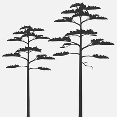 Canvas Print - Silhouettes of scots pine isolated on gray background.