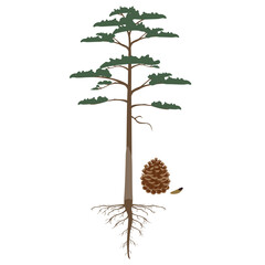 Wall Mural - Scots pine tree with roots and cone on a white background.