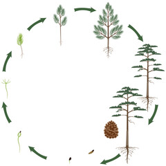 Wall Mural - A growth cycle of scots pine tree on a white background.