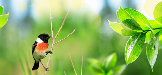 Wall Mural - Meadow songbird black-headed chekan sits on a tree branch with green leaves and grass in spring, panoramic view