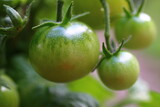 Fototapeta Fototapety do kuchni - pomidor czerwony zielony