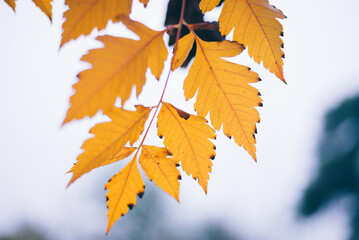 Poster - Yellow autumn leaves, Green and yellow leaves, Autumn maple leaves, autumn landscape