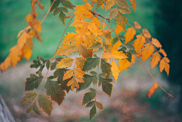 Poster - Yellow autumn leaves, Green and yellow leaves, Autumn maple leaves, autumn landscape