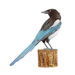 Watercolor magpie sitting on the wood isolated.