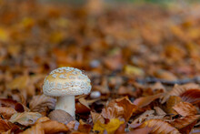 Selective Focus Of Wild Amanita Gemmata In The Forest In Fall, The Gemmed Amanita Or The Jonquil Amanita Is An Agaric Mushroom Of The Family Amanitaceae And Genus Amanita, Nature Autumn Background.