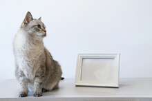 Mock Up Minimalist Home Interior With White Wooden Photo Frame And Sitting Domestic Cat