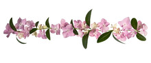 Delicate Floral Top Border Of Pink Hydrangea And Green Leaves. Banner