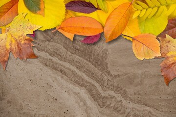 Poster - Autumn dry fall leaves on the desk