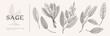 Big set of sage leaves and branches. Aromatic plant in vintage engraving style. Design element for culinary or medical products. Botanical illustration on a light background.
