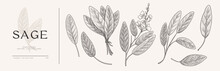 Big Set Of Sage Leaves And Branches. Aromatic Plant In Vintage Engraving Style. Design Element For Culinary Or Medical Products. Botanical Illustration On A Light Background.