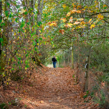 Distant View Of A Woman Walking Along A Country Footpath In Autumn, British Columbia, Canada
