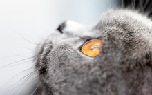 Close-up Portrait Of A Grey British Shorthair Cat Looking Up