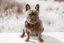 French Bulldog Black With Brindle Color Sits On The Background Of Nature. Portrait Of A Young Dog.