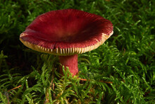 Russula Sanguinaria Mushroom, Commonly Known As The Bloody Brittlegill 
