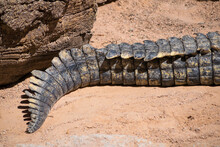 Close-up Of The Tail Of A Nile Crocodile
