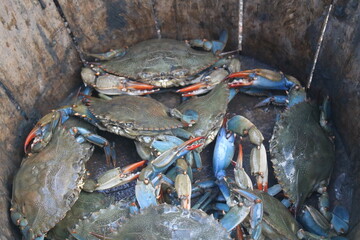 Live Blue crabs in wood bushel basket 