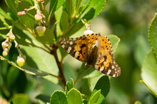 Vanessa Cardui Or Painted Lady, Butterfly Perched On A Tree With Its Wings Spread.