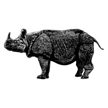 Javan Rhinoceros Hand Drawing Vector Illustration Isolated On Background.