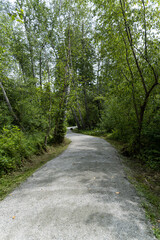 Wall Mural - a nice paved walking path in the park with dense green foliage on both sides