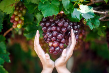 Woman Hands Cutting Red Grapes From Vines During Wine Harvest
