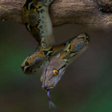 Close Up Of A Snake