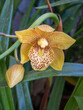 Closeup view of fresh yellow and brown flower and bud of cymbidium orchid hybrid blooming outdoors in garden