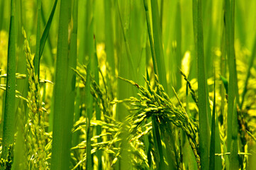 Rice Field Green agriculture ecosystem Asian rice paddy field Sri lankan green farm. Harvest agriculture planting cultivation golden green rice terraces in organic farm with tropical natural sunrise.